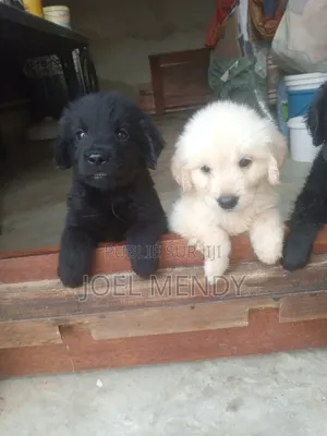 Photo - 1-3 mois Homme Race mixte Goldador