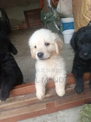 1-3 mois Homme Race mixte Goldador