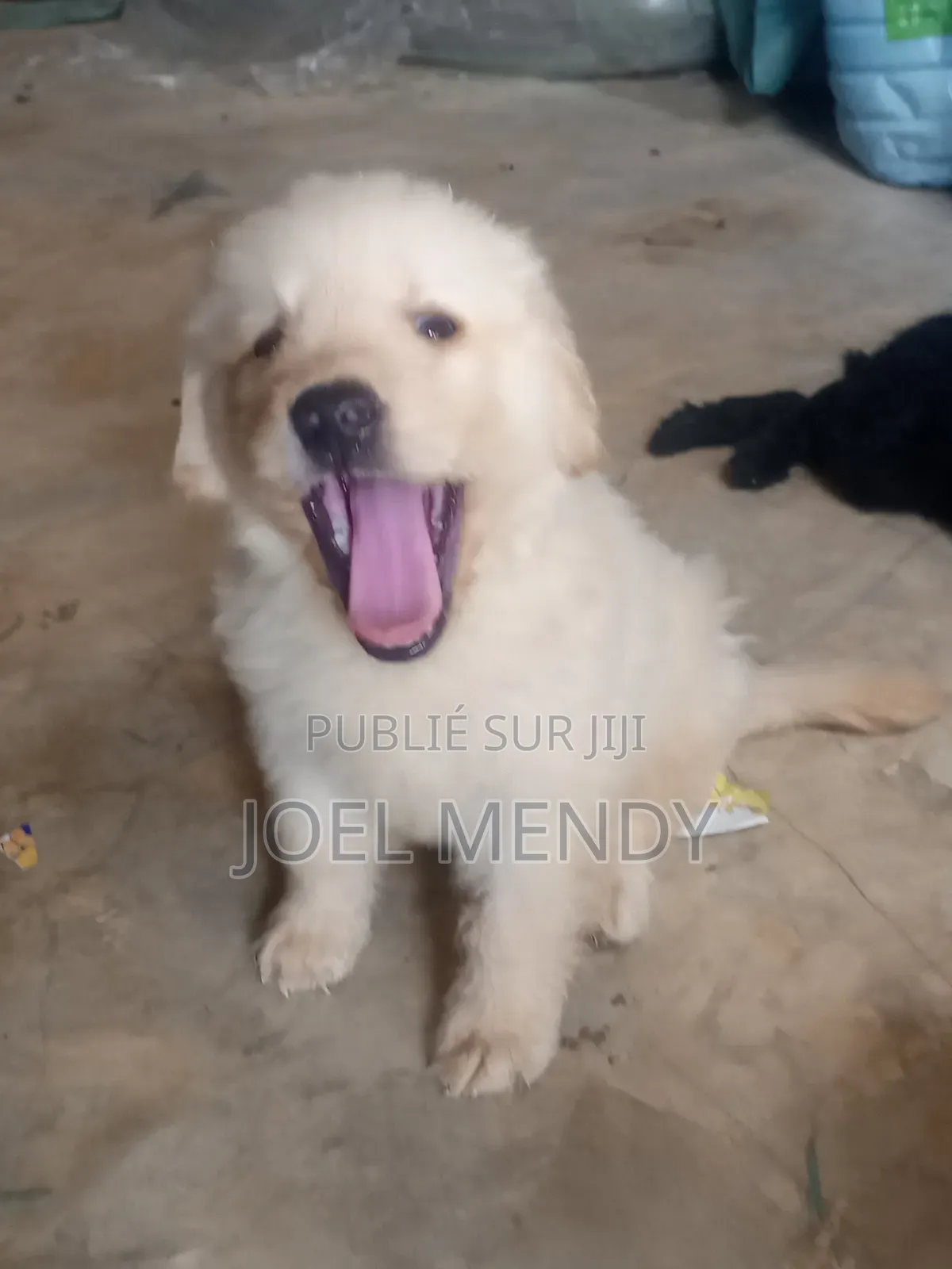 1-3 mois Homme Race mixte Goldador