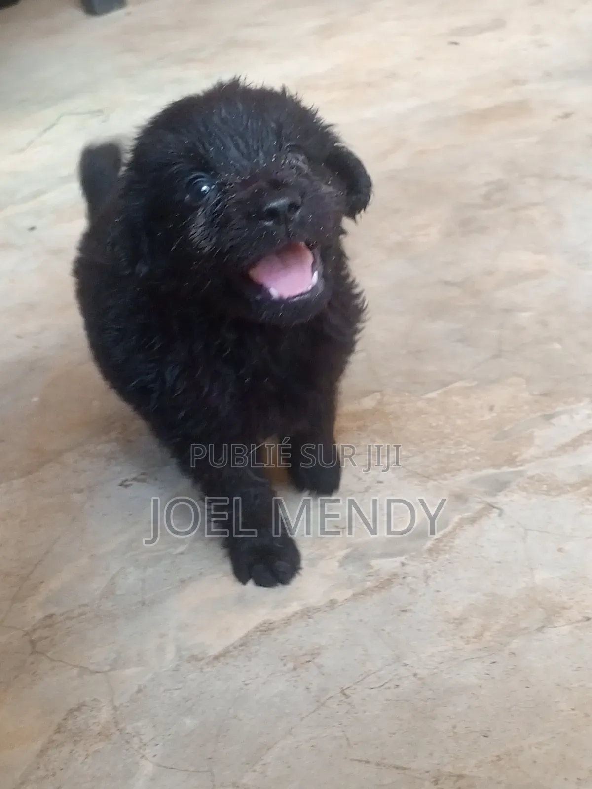 1-3 mois Homme Race mixte Goldador