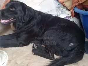 1-3 mois Homme Race mixte Goldador