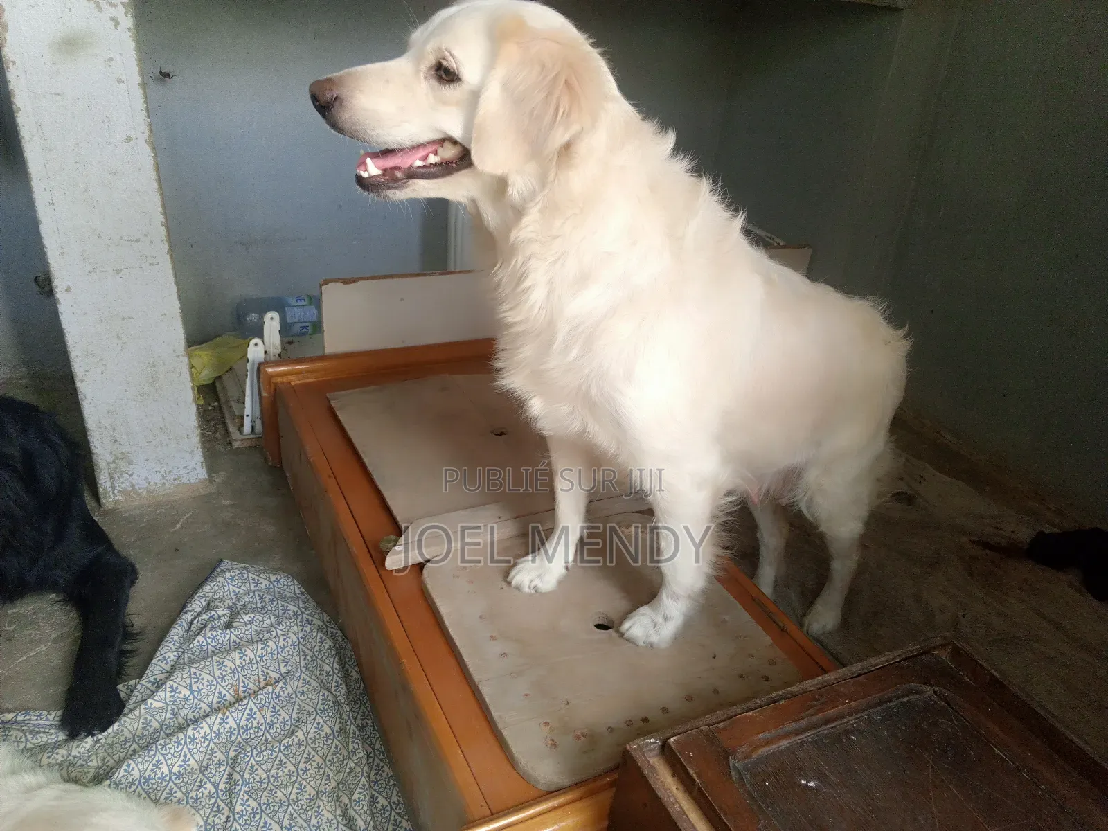 1-3 mois Homme Race mixte Goldador