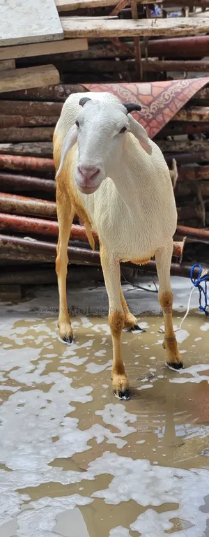 Photo - Moutonne Ladoum Pur-Sang Avec Son Agneau