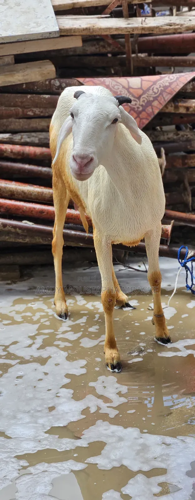 Moutonne Ladoum Pur-Sang Avec Son Agneau