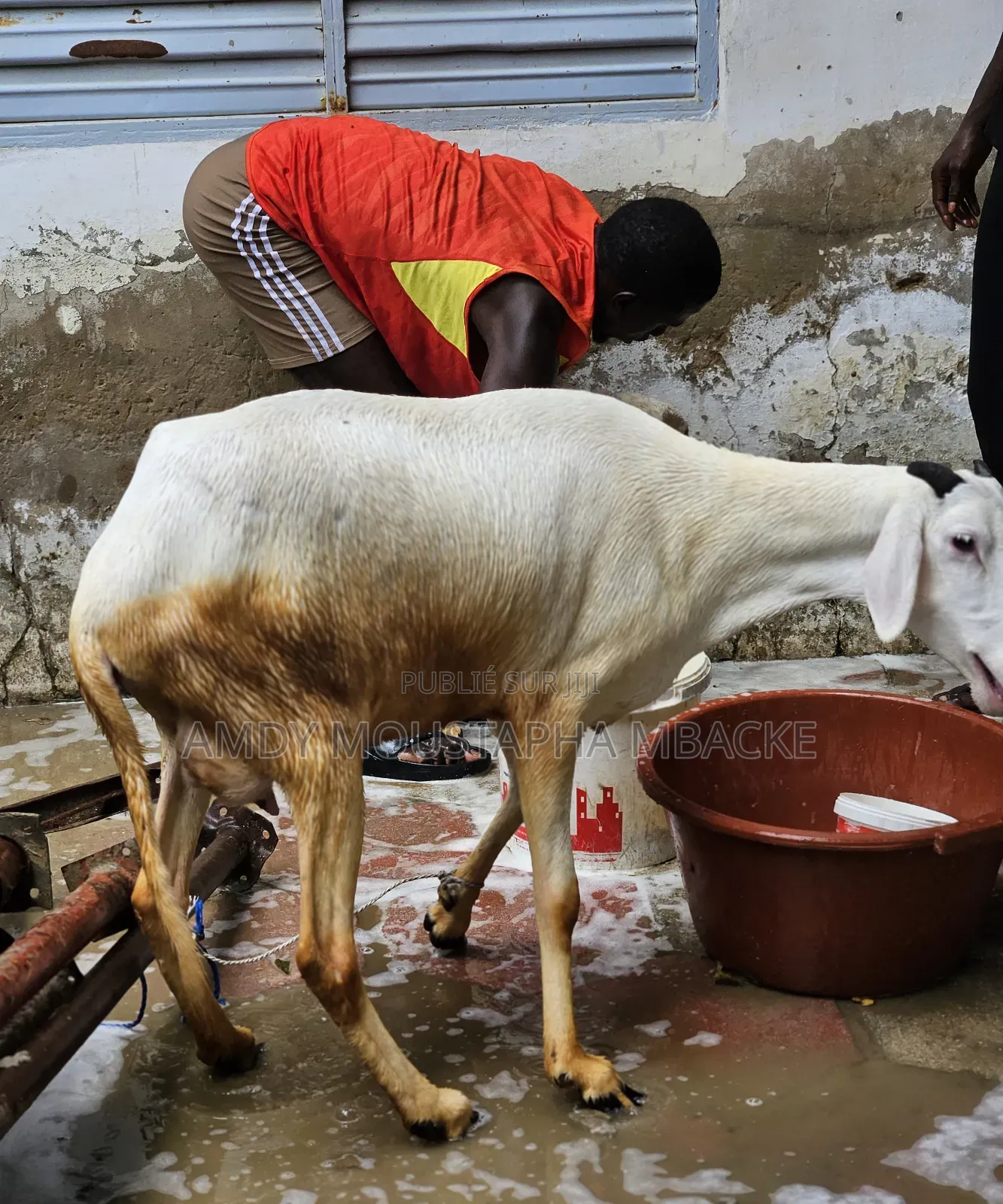 Moutonne Ladoum Pur-Sang Avec Son Agneau