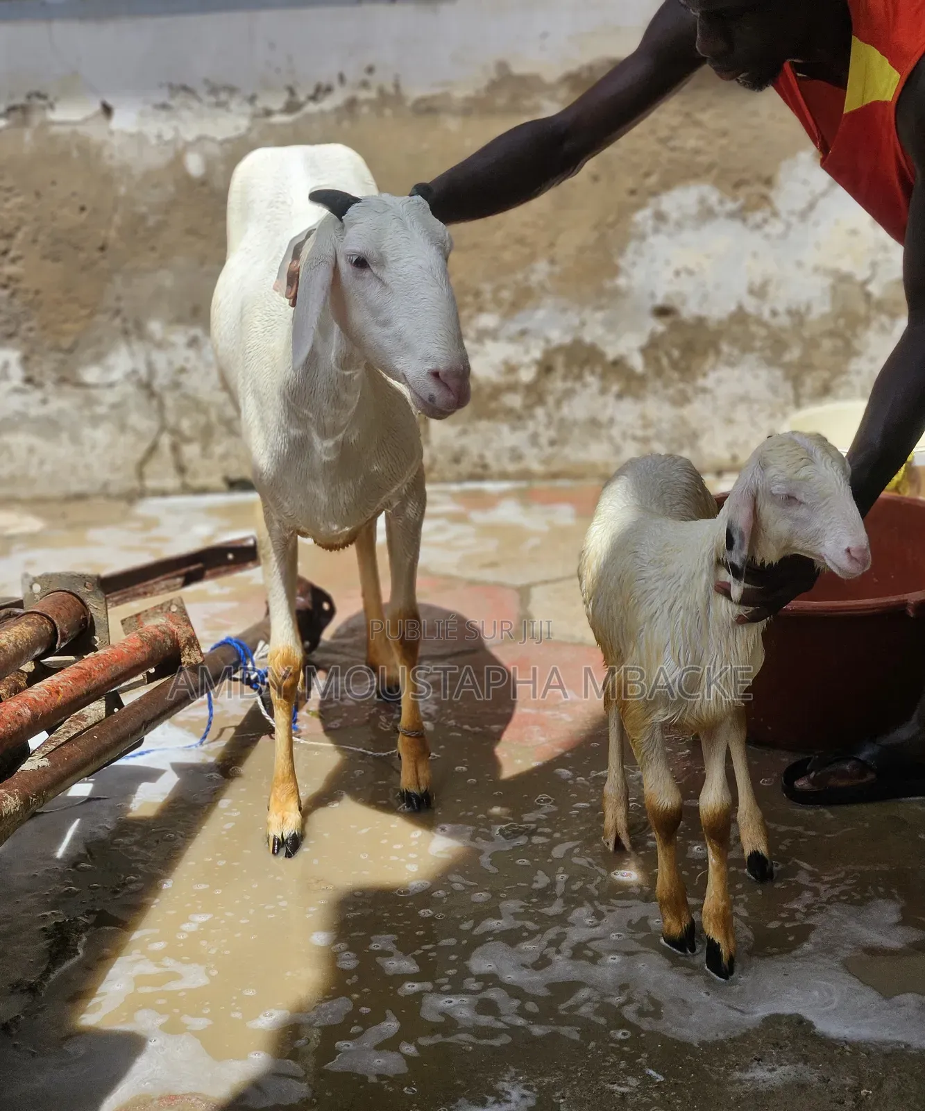 Moutonne Ladoum Pur-Sang Avec Son Agneau