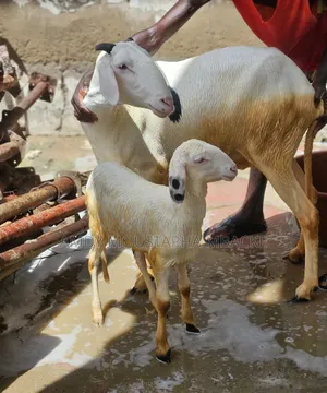 Moutonne Ladoum Pur-Sang Avec Son Agneau