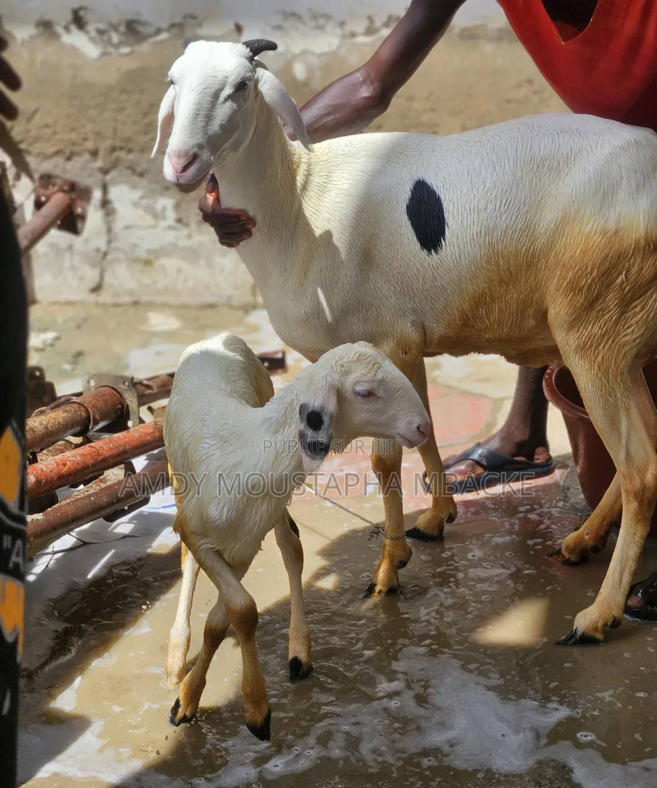 Moutonne Ladoum Pur-Sang Avec Son Agneau