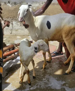 Moutonne Ladoum Pur-Sang Avec Son Agneau