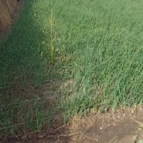 Verger De 5 000 M2 Vers Nguéniène