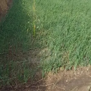 Verger De 5 000 M2 Vers Nguéniène