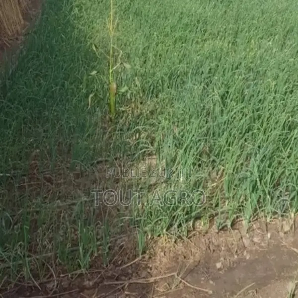 Verger De 5 000 M2 Vers Nguéniène