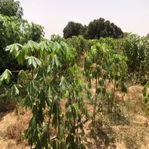Ferme De 4,20 Hectares Vers Tassette