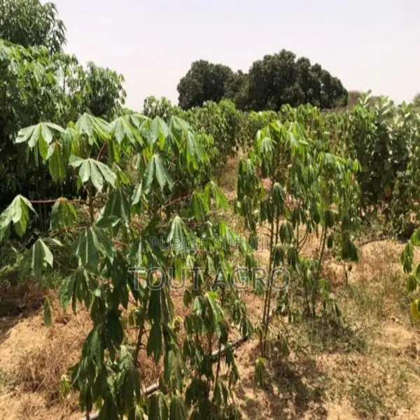 Ferme De 4,20 Hectares Vers Tassette