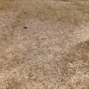 Terrain De 1,6 Hectare Vers Tataguine