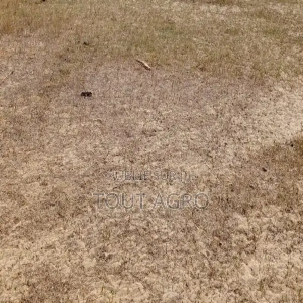 Terrain De 1,6 Hectare Vers Tataguine