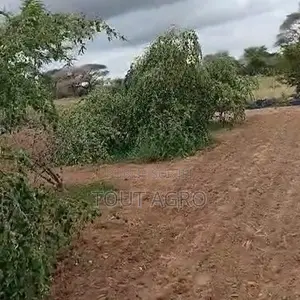 Photo - Verger De 6000 M2 Vers Thiénaba