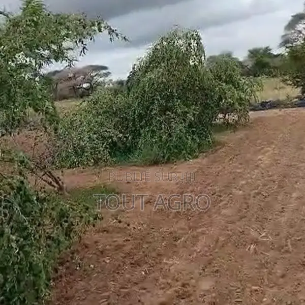 Verger De 6000 M2 Vers Thiénaba