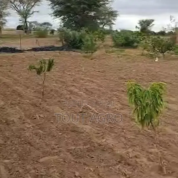 Verger De 6000 M2 Vers Thiénaba