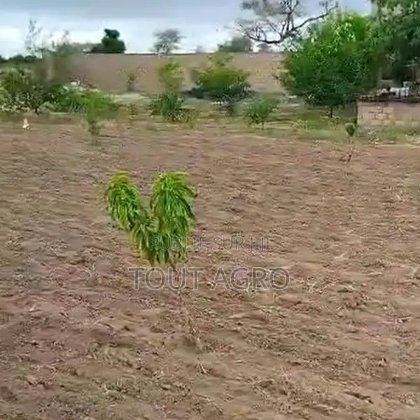 Verger De 6000 M2 Vers Thiénaba