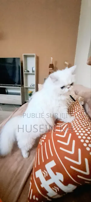 Photo - 3-6 mois Femme Pure race Bombay