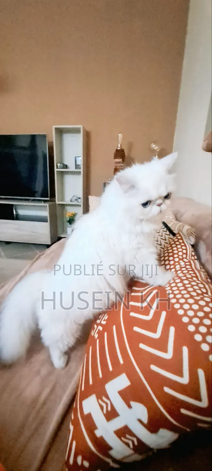 3-6 mois Femme Pure race Bombay