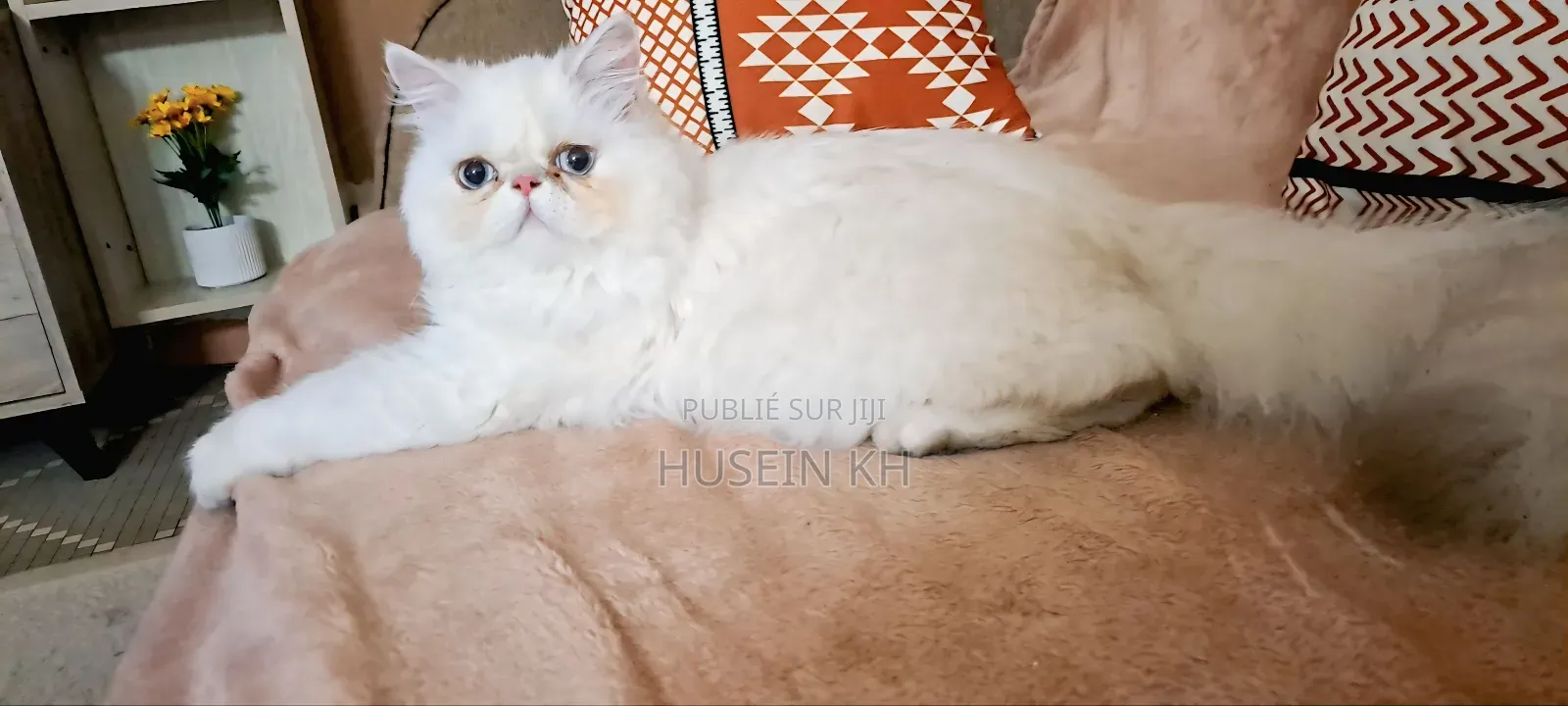 3-6 mois Femme Pure race Bombay