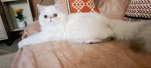 3-6 mois Femme Pure race Bombay