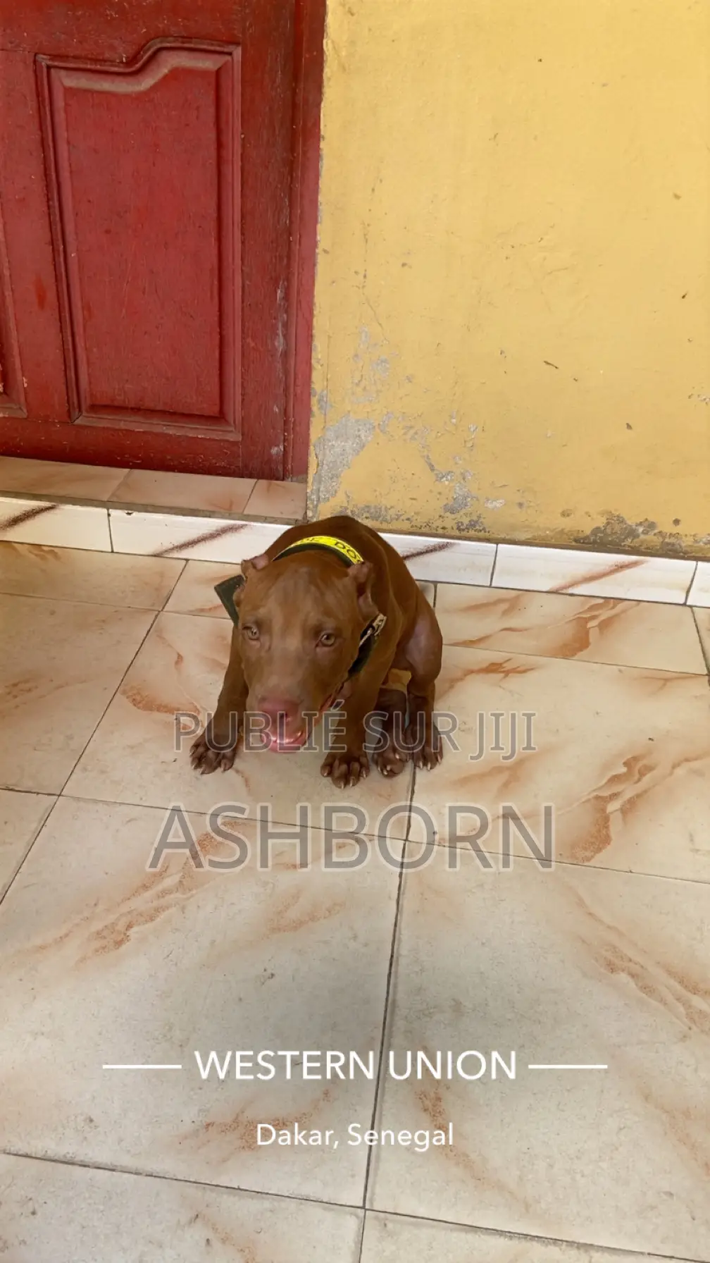 3-6 mois Homme Pure race American Pit Bull Terrier