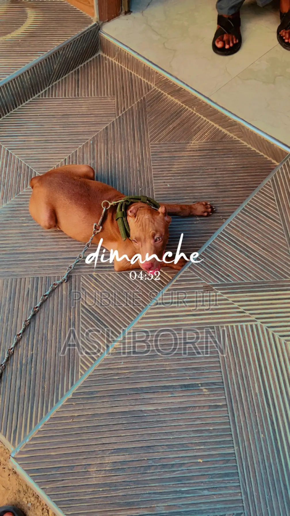 3-6 mois Homme Pure race American Pit Bull Terrier