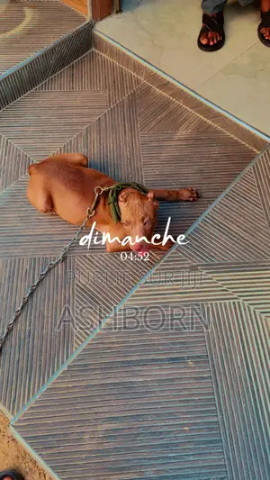 3-6 mois Homme Pure race American Pit Bull Terrier