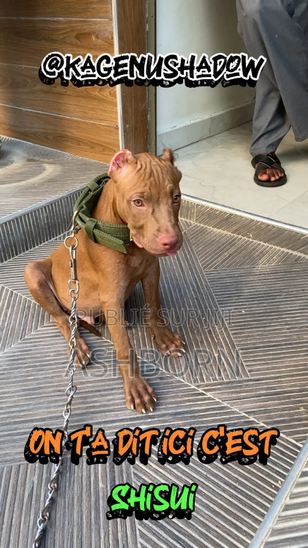 3-6 mois Homme Pure race American Pit Bull Terrier