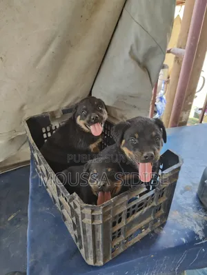 Photo - 1-3 mois Femme Pure race Rottweiler