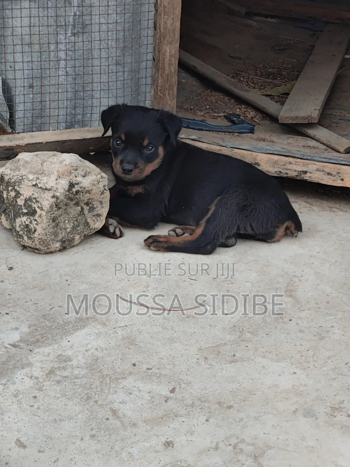 1-3 mois Femme Pure race Rottweiler