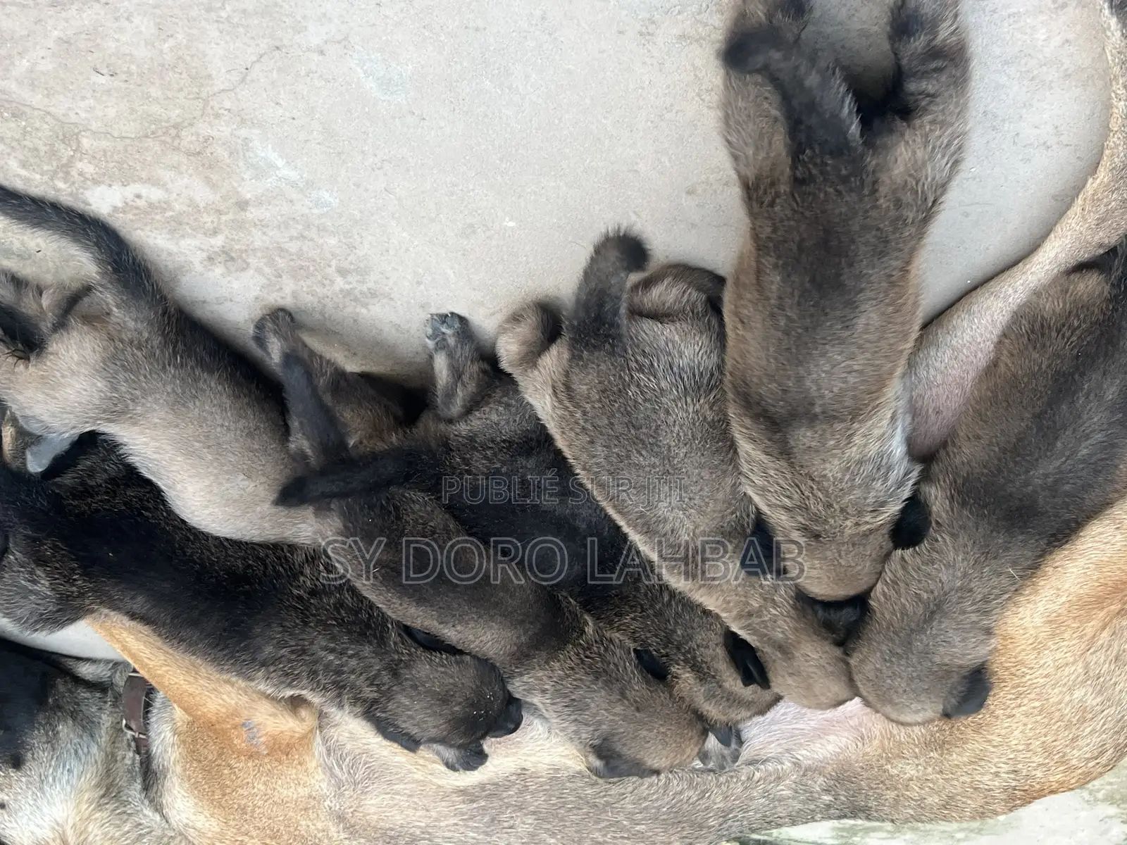 0-1 mois Homme Pure race Belgian Malinois