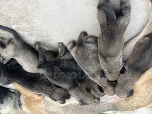 Photo - 0-1 mois Homme Pure race Belgian Malinois