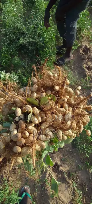 Photo - Arachide Du Baol