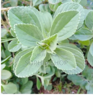 Photo - Plantes Soignante( Doliprane