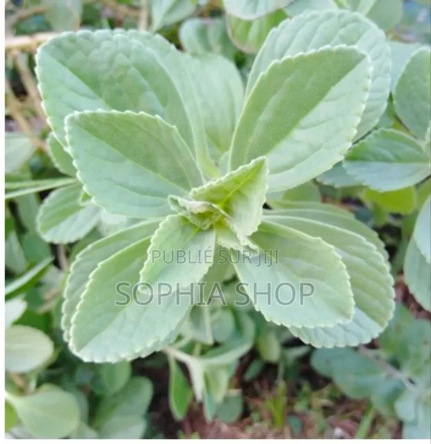 Plantes Soignante( Doliprane for sale - Sophia Shop  Price: CFA 1,500 on  Jiji.sn [Thiaroye]