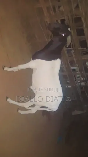 Photo - Mouton Le Plus Efficace