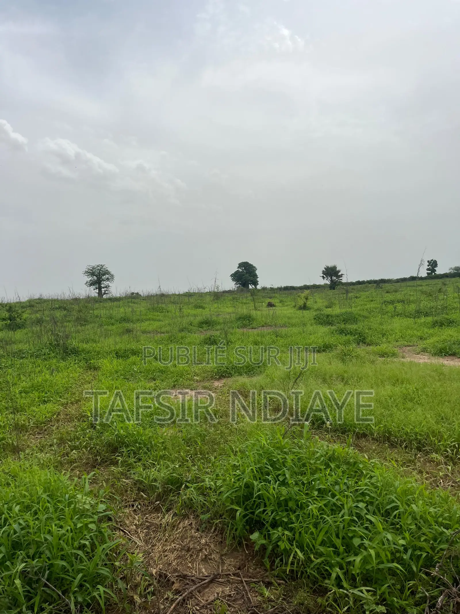 Terrain A Vendre Dans La Région De Thiès Signé Par Le Maire