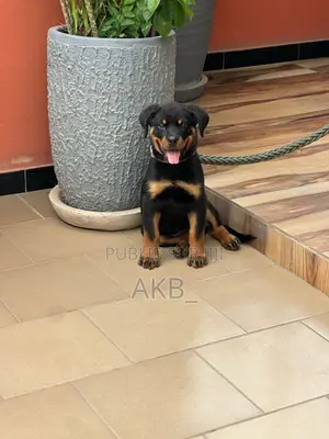 Photo - 1-3 mois Homme Pure race Rottweiler