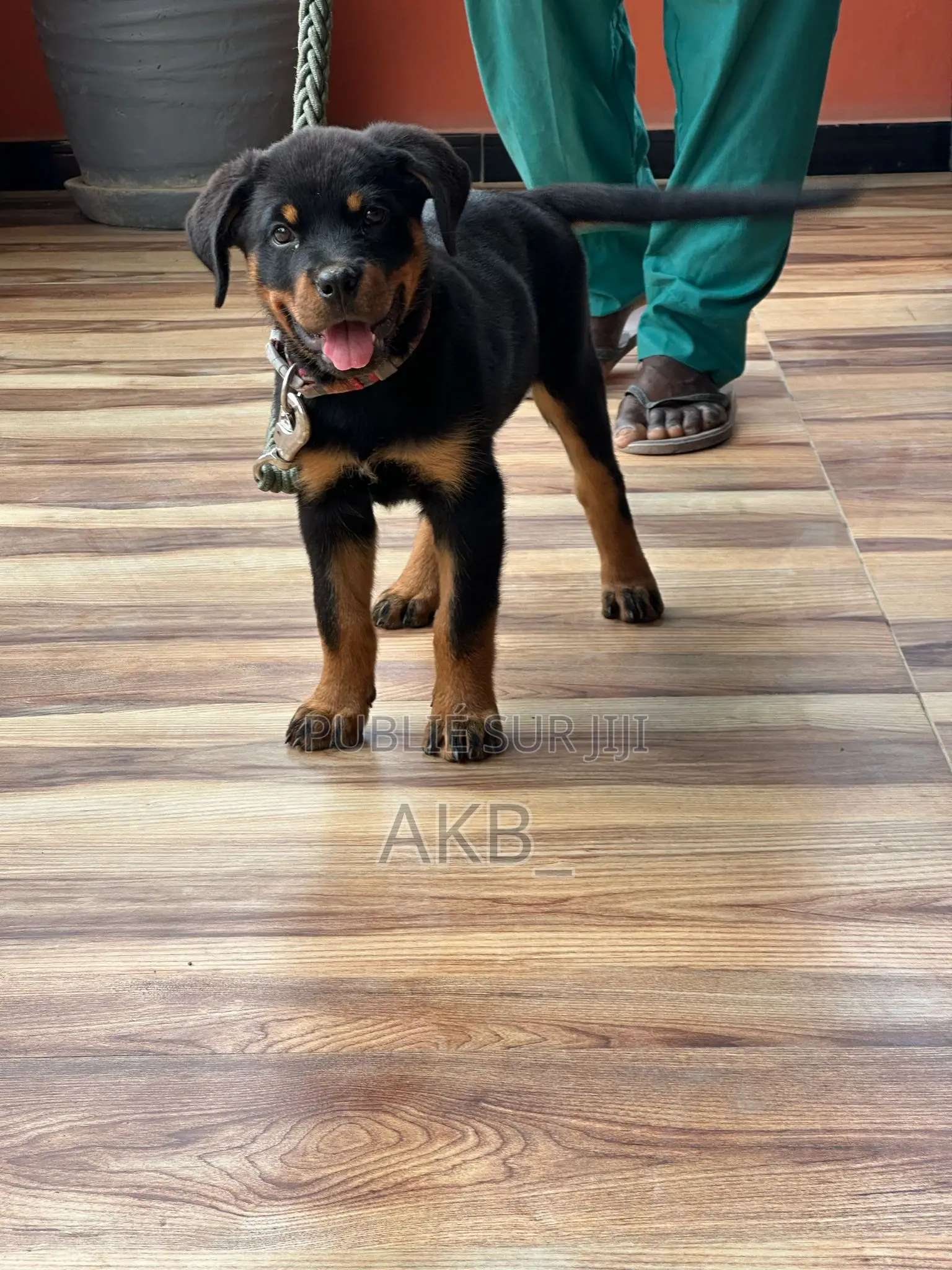 1-3 mois Homme Pure race Rottweiler