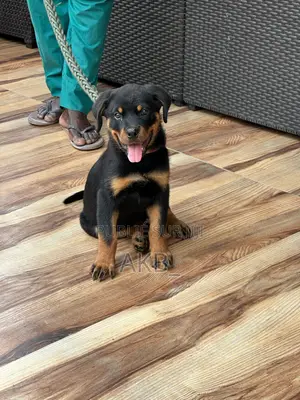 1-3 mois Homme Pure race Rottweiler