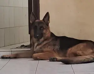 Photo - 1-3 mois Homme Pure race Belgian Sheepdog