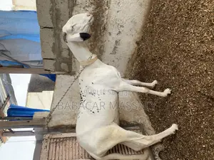 Photo - Femelle Ladoum en Gestation