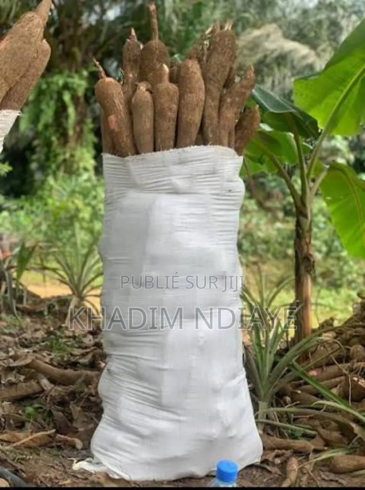 Sac Manioc