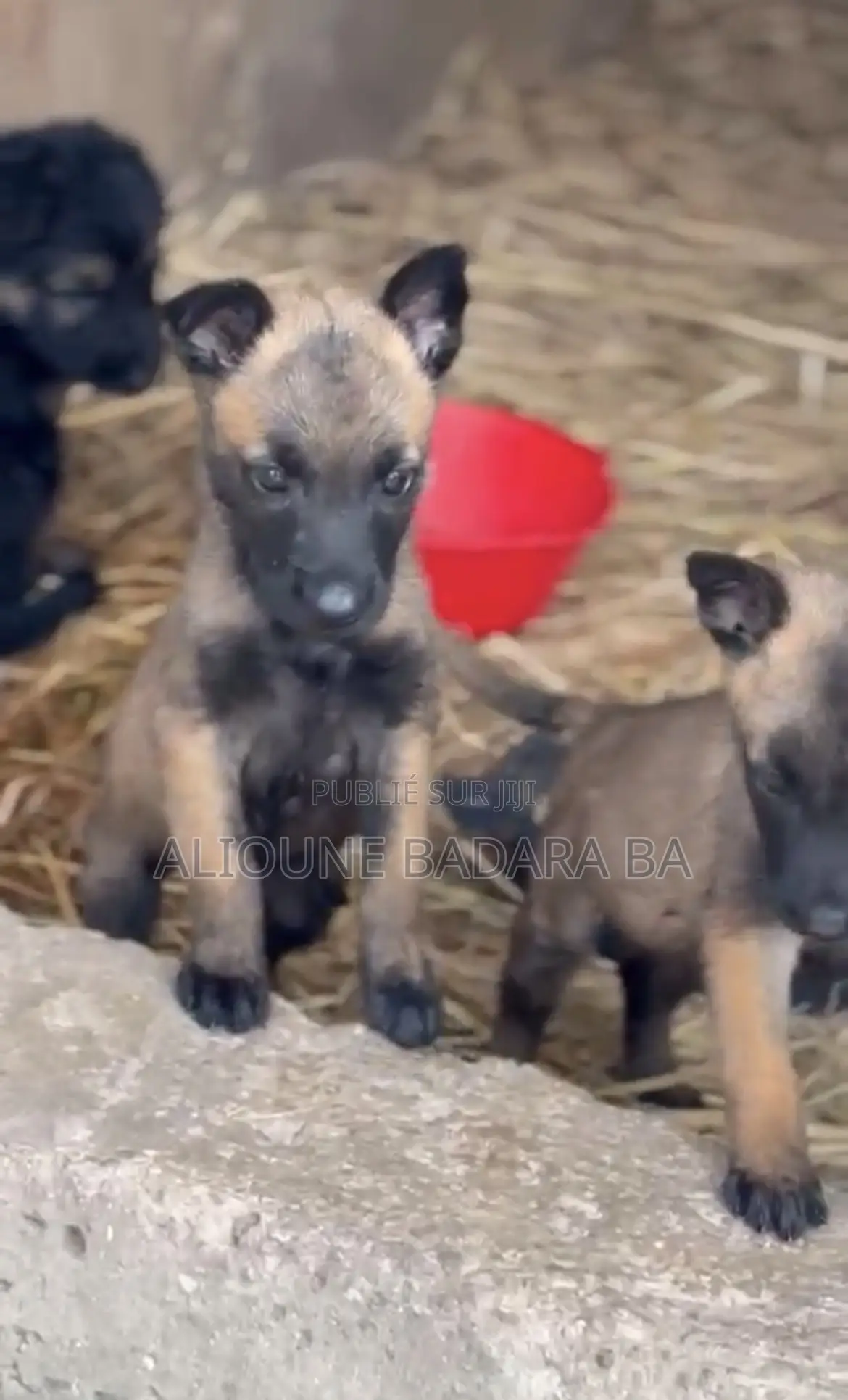 1-3 mois Homme Pure race Belgian Malinois