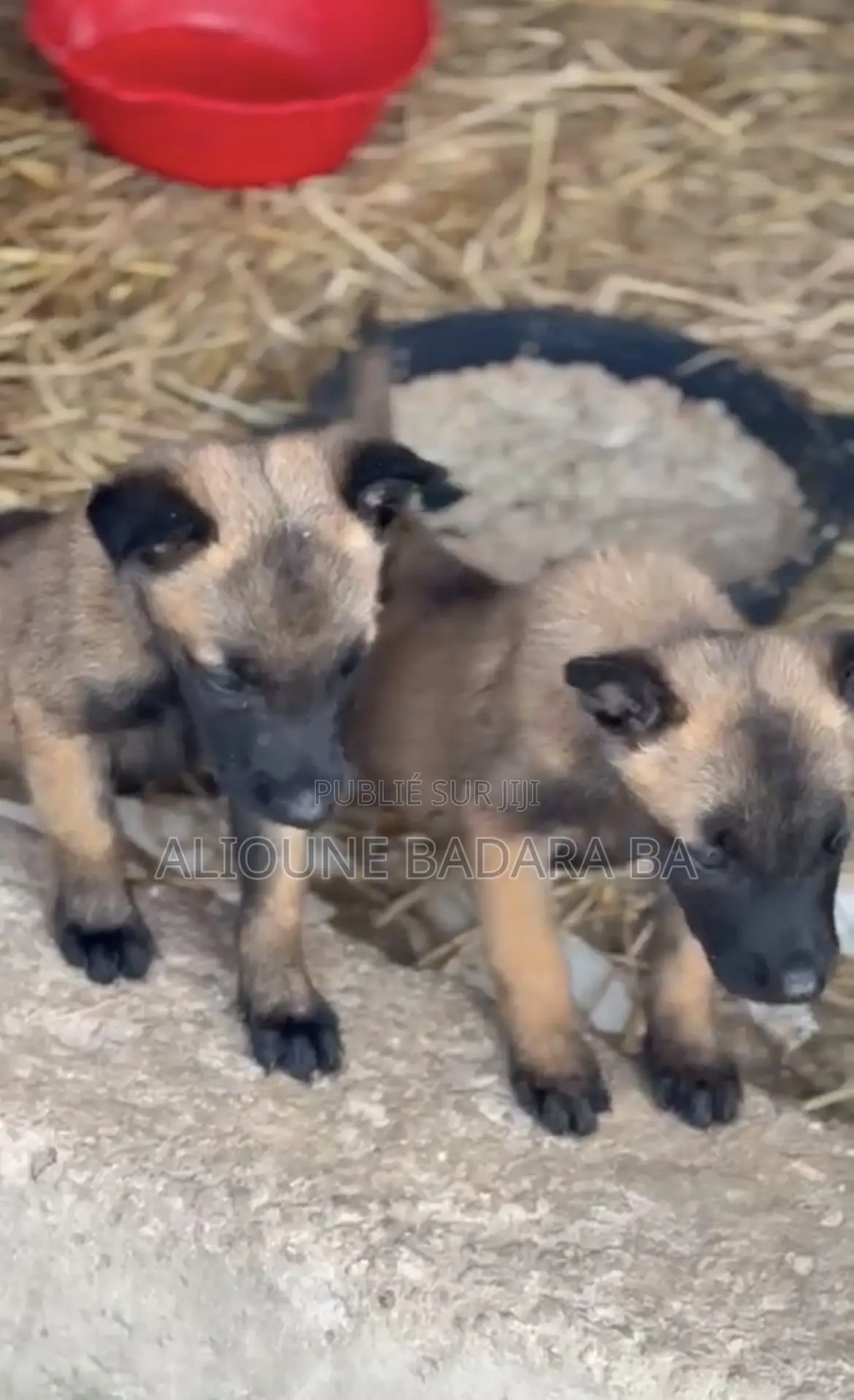 1-3 mois Homme Pure race Belgian Malinois