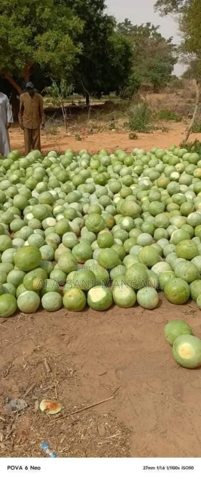 Vendeur De Pastéques